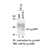 Gα13-GTP 小鼠单抗