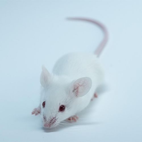 SAMP8(快速老化小鼠)