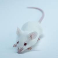 SAMP8（快速老化小鼠）