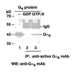 Gαs-GTP 小鼠单抗