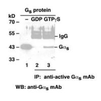 Gαs-GTP 小鼠单抗