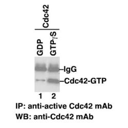 Active Cdc42-GTP