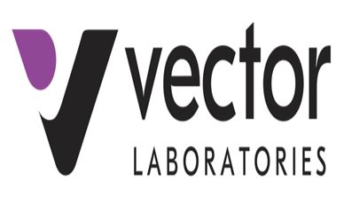 VectaPlex™ Antibody Removal Kit —简化您的多重免疫荧光(mIHC)染色