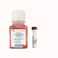 CardioEasy®人心肌细胞纯化培养基