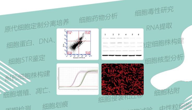 细胞技术服务  特惠来袭！！！