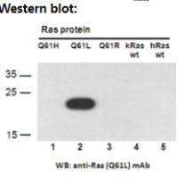 Ras(Q61L)
