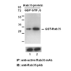 Rab35-GTP 小鼠单抗