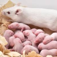 哺乳期大鼠饲养实验