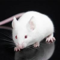 ICR小鼠