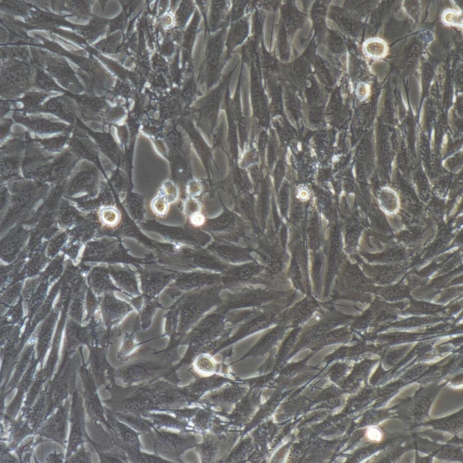 羊睾丸间质细胞/心肌成纤维细胞/免疫荧光鉴定
