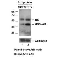 Arl1-GTP