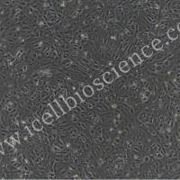 大鼠鼻腔粘膜上皮细胞  免疫荧光鉴定