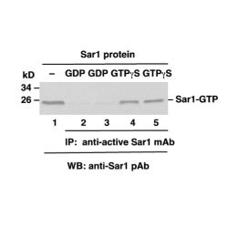 Sar1-GTP