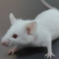 BALB/cA小鼠