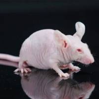 BALB/c nude 小鼠