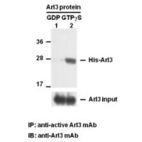 Arl3-GTP