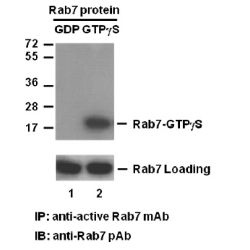 Rab7-GTP