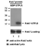 Rab7-GTP