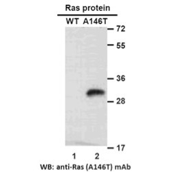 RAS(A146T)
