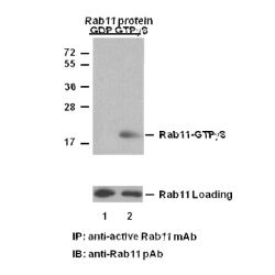 Rab11-GTP 小鼠单抗