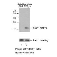 Rab11-GTP 小鼠单抗
