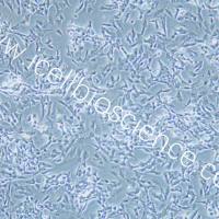 SK-N-BE(2) 人神经母细胞瘤细胞  STR鉴定