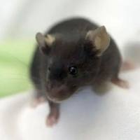 耳鸣动物模型构建