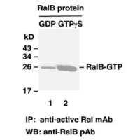Ral-GTP