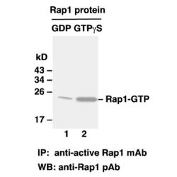Rap1-GTP 小鼠单抗