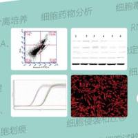 2025 新鲜原代细胞   定制