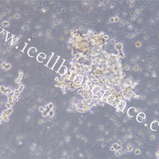 DU4475 人乳腺上皮细胞  STR鉴定