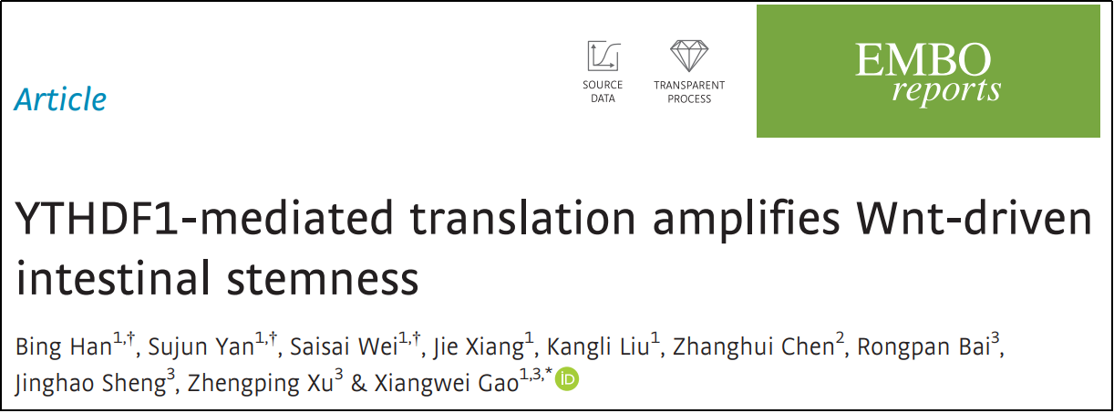 EMBO Rep. | 肠道稳态维持研究中Polysome profiling技术的应用