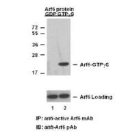Arf6-GTP