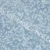 OCI-AML3、OCI-AML3细胞 、OCIAML3细胞 、OCIAML3 、人急性髓细胞性白血病细胞/STR鉴定