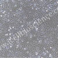 大鼠腹膜间皮细胞 免疫荧光鉴定