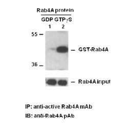 Rab4-GTP