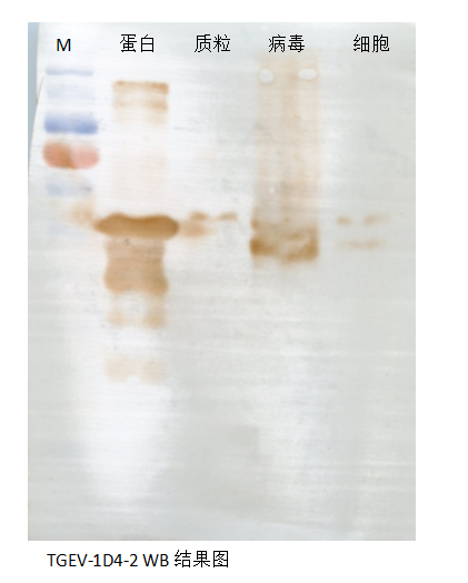 传染性胃肠炎TGE单抗，纯化IgG  M蛋白