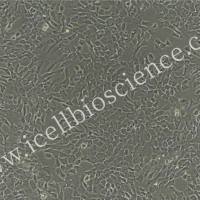 比格犬软骨细胞/免疫荧光鉴定/镜像绮点（Cellverse）