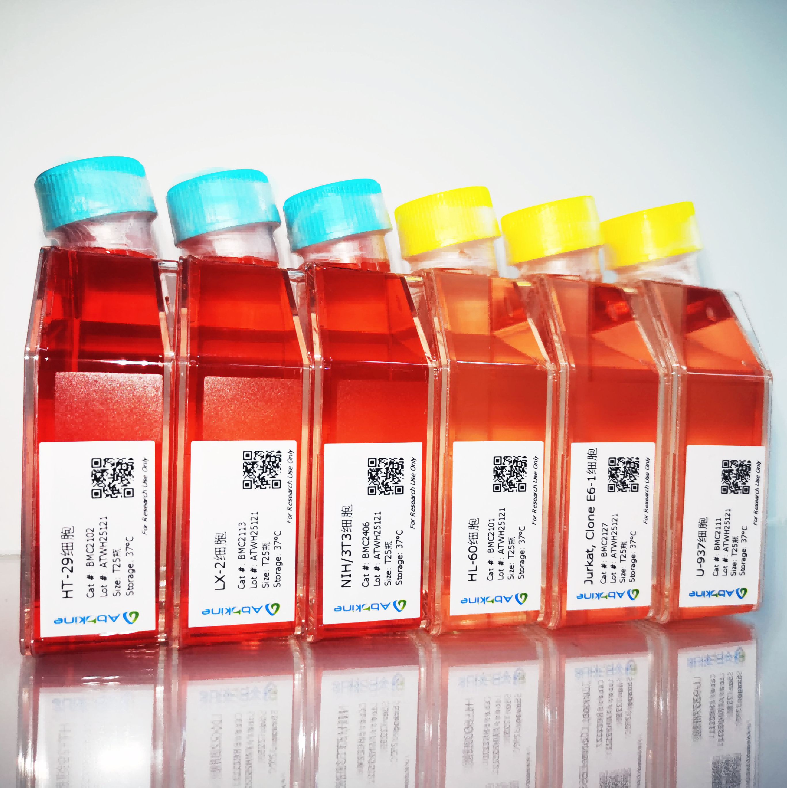 Jurkat Clone E6-1（人急性T淋巴细胞白血病/人淋巴细胞瘤细胞）