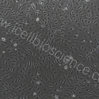 牛骨骼肌微血管内皮细胞/免疫荧光鉴定