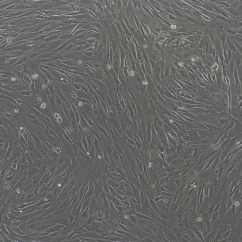 绵羊卵巢颗粒细胞/免疫荧光鉴定