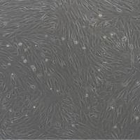 绵羊卵巢颗粒细胞  |  卵巢颗粒细胞  |  羊卵巢颗粒细胞  |  绵羊卵巢颗粒