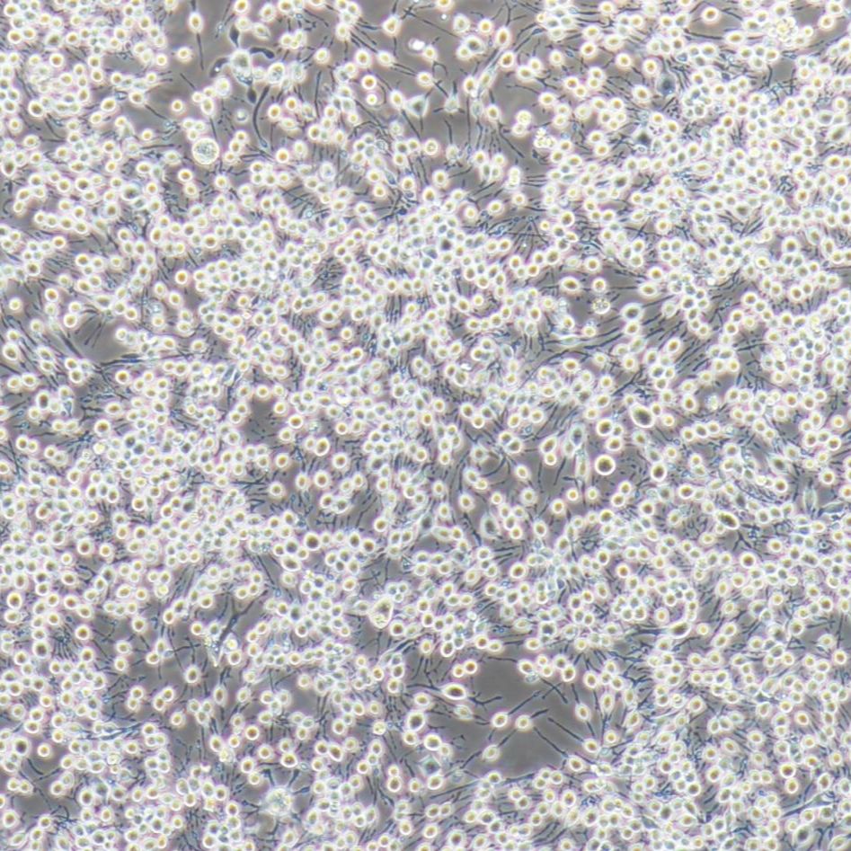 RBL-2H3 大鼠嗜碱性细胞白血病细胞/种属鉴定