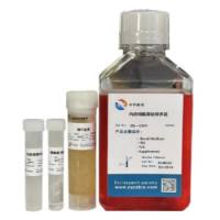 人结肠微血管内皮细胞完全培养基