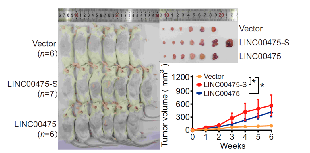 慢病毒系列 | 体内应用知多少