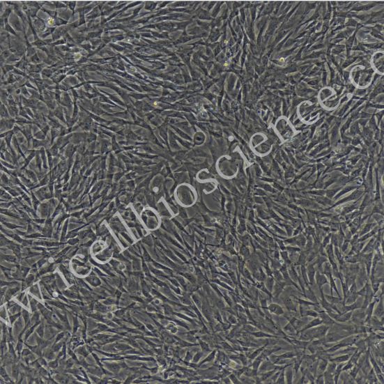 大鼠胎盘间充质干细胞/免疫荧光鉴定/镜像绮点（Cellverse）