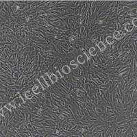 大鼠胎盘间充质干细胞 | 小鼠胎盘间充质干细胞 | 免疫荧光鉴定 | 镜像绮点（Cellverse）