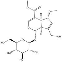 6-O-甲基鸡矢藤苷甲酯655225-30-2