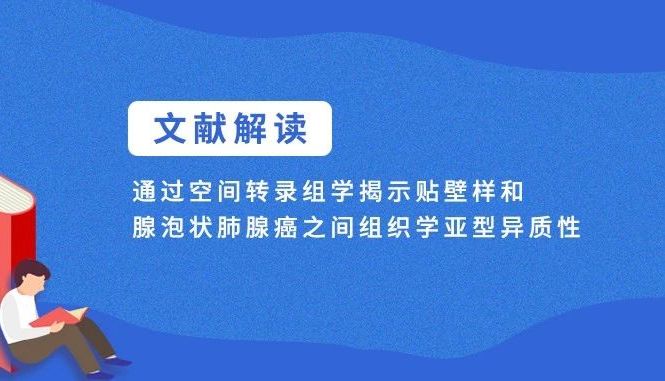 空间转录组学揭示贴壁样和腺泡状肺腺癌之间组织学亚型异质性