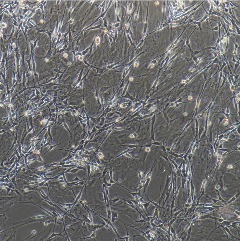 大鼠雪旺细胞/免疫荧光鉴定